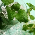 Coctel sin licor de manzana con menta